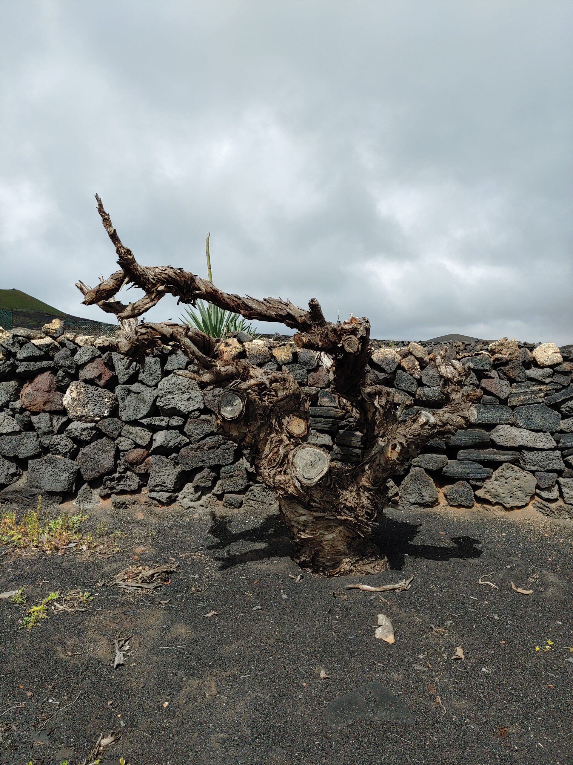 Bodegas La Geria Lanzarote