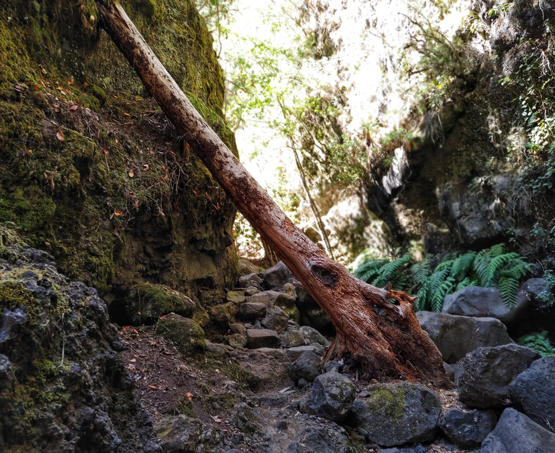 marcos-y-cordero-arbol