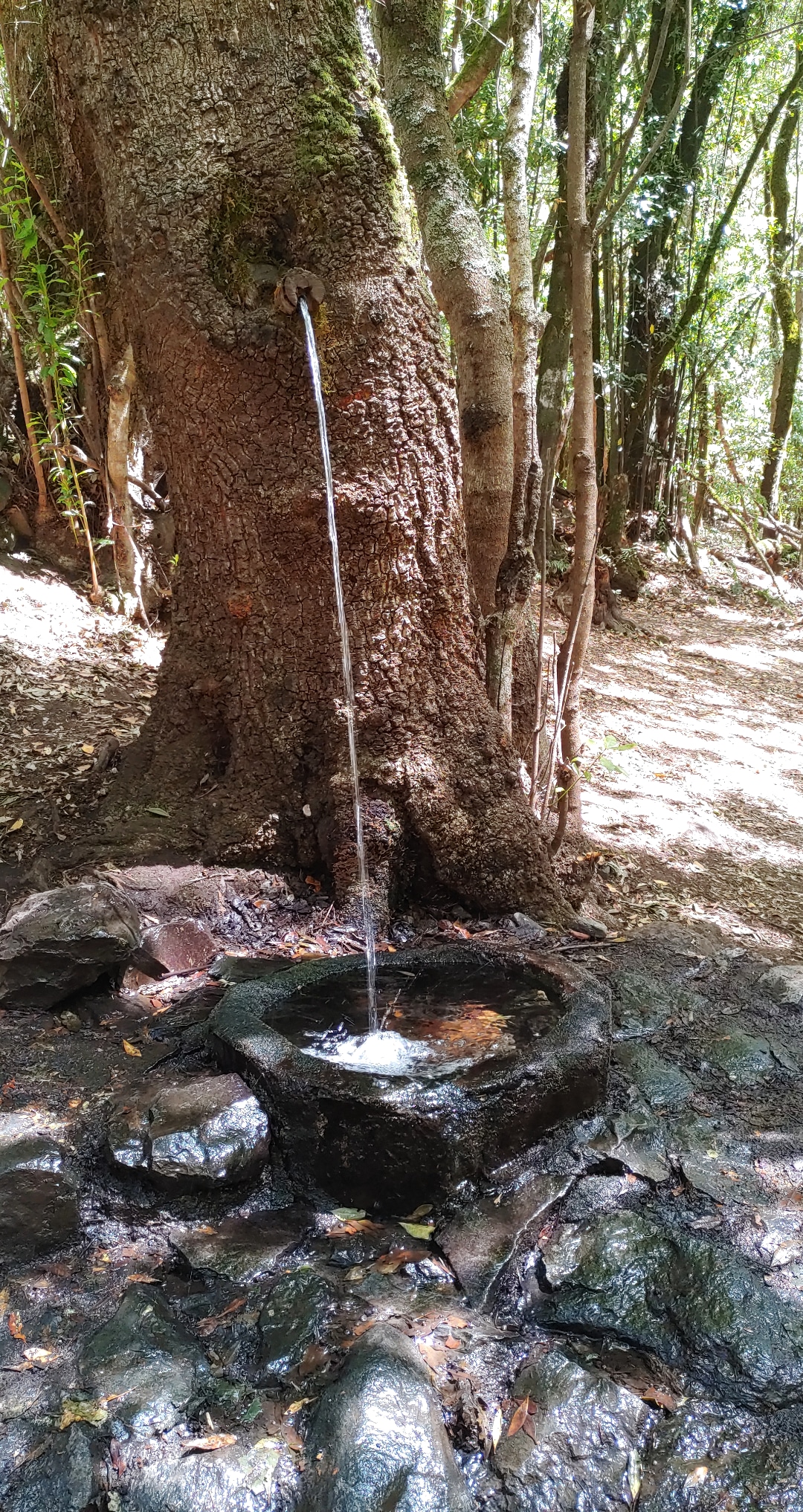 Garajonay-La-Gomera-2