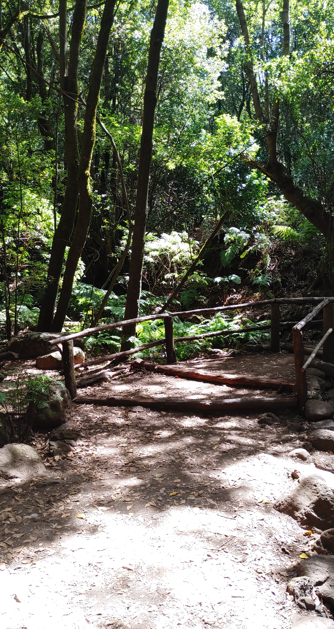 Garajonay-La-Gomera-3