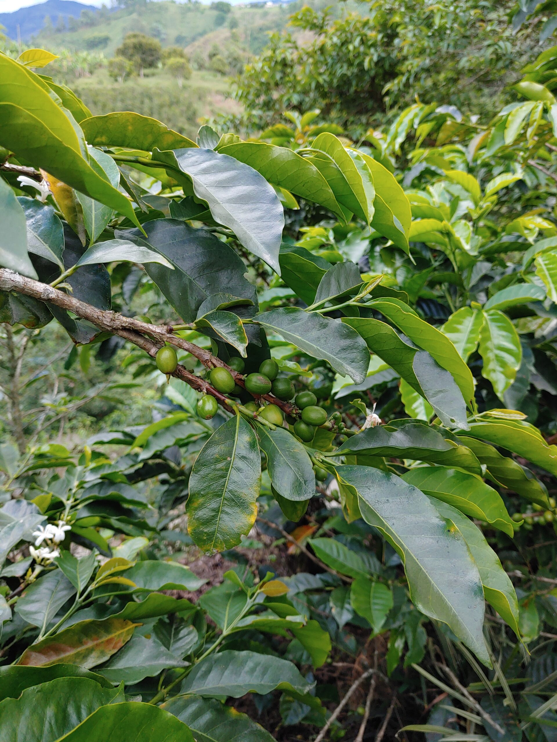 Finca-Buenos-Aires-Salento2