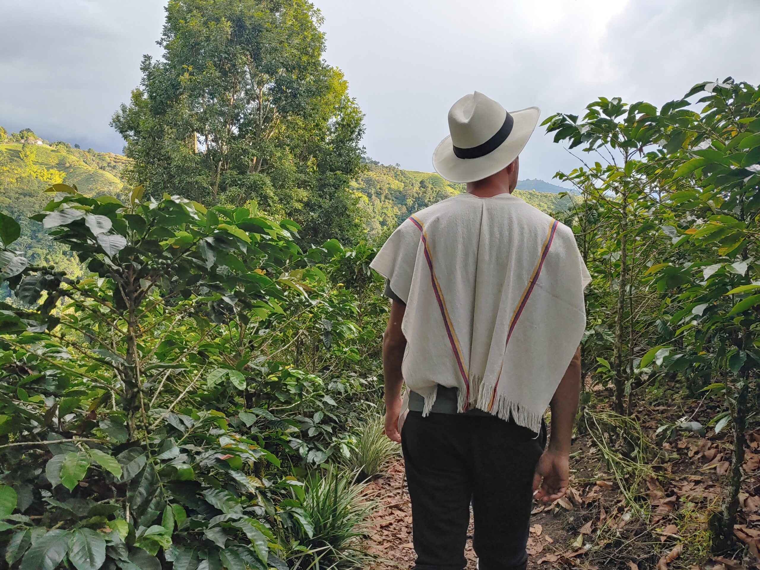 Finca-Buenos-Aires-Salento3